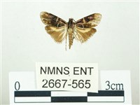 叉紋閃舞蛾藏品圖，第1張