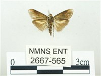 叉紋閃舞蛾藏品圖，第2張