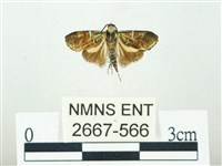 叉紋閃舞蛾藏品圖，第1張