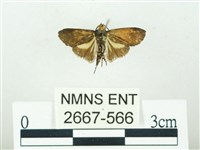 叉紋閃舞蛾藏品圖，第2張