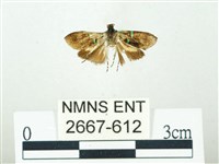 叉紋閃舞蛾藏品圖，第1張