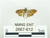 叉紋閃舞蛾藏品圖，第2張