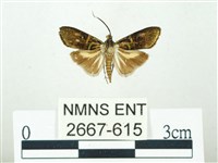 叉紋閃舞蛾藏品圖，第1張