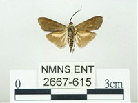 叉紋閃舞蛾藏品圖，第2張