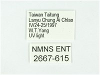 叉紋閃舞蛾藏品圖，第3張