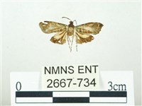 叉紋閃舞蛾藏品圖，第1張