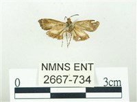 叉紋閃舞蛾藏品圖，第2張