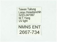 叉紋閃舞蛾藏品圖，第3張