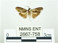 叉紋閃舞蛾藏品圖，第1張