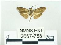 叉紋閃舞蛾藏品圖，第2張