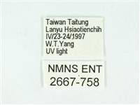 叉紋閃舞蛾藏品圖，第3張