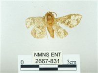 琉球雲紋網蛾藏品圖，第1張