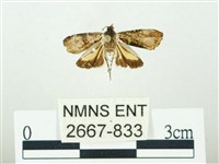 叉紋閃舞蛾藏品圖，第1張