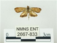 叉紋閃舞蛾藏品圖，第2張