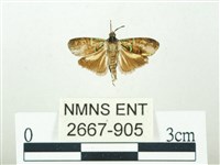 叉紋閃舞蛾藏品圖，第1張