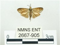 叉紋閃舞蛾藏品圖，第2張