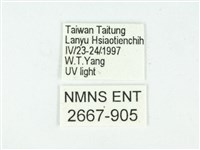 叉紋閃舞蛾藏品圖，第3張