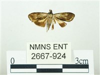 叉紋閃舞蛾藏品圖，第1張