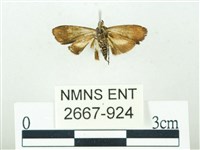 叉紋閃舞蛾藏品圖，第2張