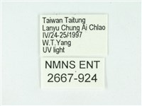 叉紋閃舞蛾藏品圖，第3張