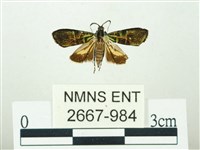 叉紋閃舞蛾藏品圖，第1張