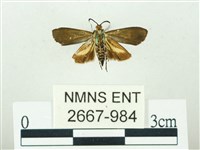 叉紋閃舞蛾藏品圖，第2張