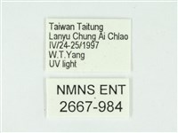 叉紋閃舞蛾藏品圖，第3張