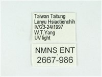 叉紋閃舞蛾藏品圖，第3張