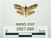 叉紋閃舞蛾藏品圖，第1張