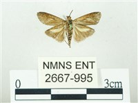 叉紋閃舞蛾藏品圖，第2張