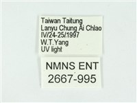 叉紋閃舞蛾藏品圖，第3張