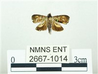 叉紋閃舞蛾藏品圖，第1張