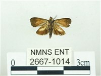 叉紋閃舞蛾藏品圖，第2張