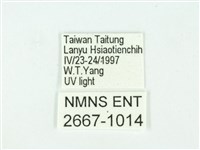 叉紋閃舞蛾藏品圖，第3張