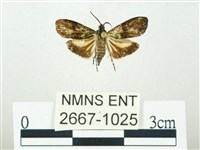 叉紋閃舞蛾藏品圖，第1張