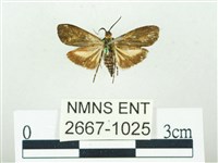 叉紋閃舞蛾藏品圖，第2張