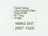 叉紋閃舞蛾藏品圖，第3張