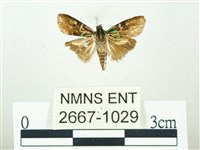 叉紋閃舞蛾藏品圖，第1張