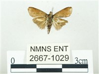 叉紋閃舞蛾藏品圖，第2張