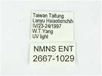 叉紋閃舞蛾藏品圖，第3張