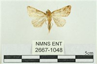 弧角散紋夜蛾藏品圖，第1張