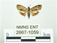 叉紋閃舞蛾藏品圖，第1張