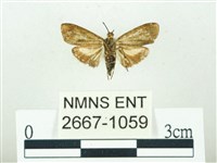 叉紋閃舞蛾藏品圖，第2張