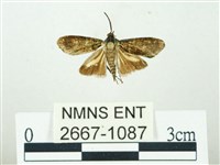 叉紋閃舞蛾藏品圖，第1張