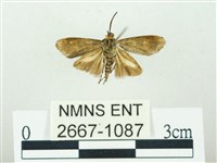 叉紋閃舞蛾藏品圖，第2張