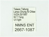 叉紋閃舞蛾藏品圖，第3張