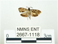 叉紋閃舞蛾藏品圖，第1張