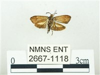 叉紋閃舞蛾藏品圖，第2張