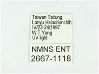 叉紋閃舞蛾藏品圖，第3張