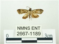 叉紋閃舞蛾藏品圖，第1張